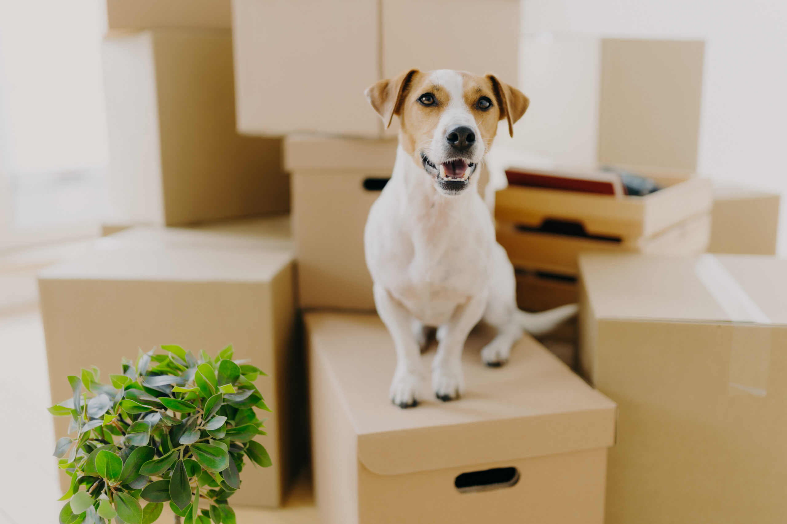 Pet relocation is a service offered by NRI's corporate relocation policy